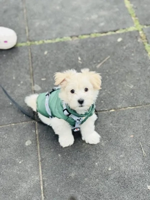 Vând Bichon Maltez talie mică  - imagine 3