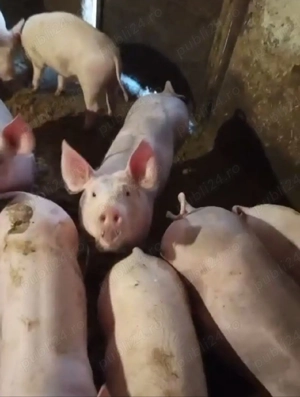 vand purcei de la 30 -45kg rasa petrain,marele alb cu petrain,pic cu petrain ,pret 600-900 buc  - imagine 3