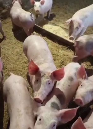 vand purcei de la 30 -45kg rasa petrain,marele alb cu petrain,pic cu petrain ,pret 600-900 buc  - imagine 4