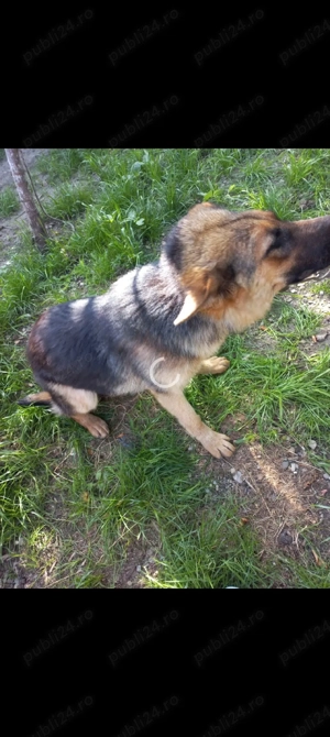 donez pereche de ciobanesc german