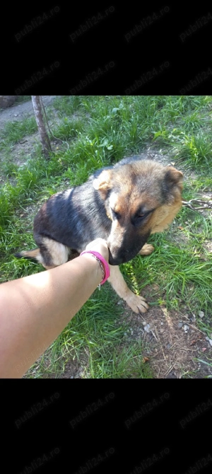 donez pereche de ciobanesc german - imagine 2