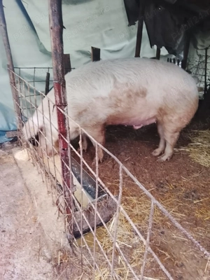 Vând porci pt sacrificat