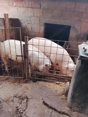 Vând porci pt sacrificat