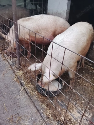 Vând porci pt sacrificat