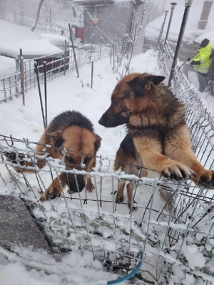 donez pereche de ciobanesc german - imagine 5