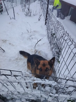 donez pereche de ciobanesc german - imagine 4