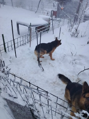 donez pereche de ciobanesc german - imagine 3