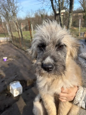 Donez catei 4 luni talie medie mare - imagine 3