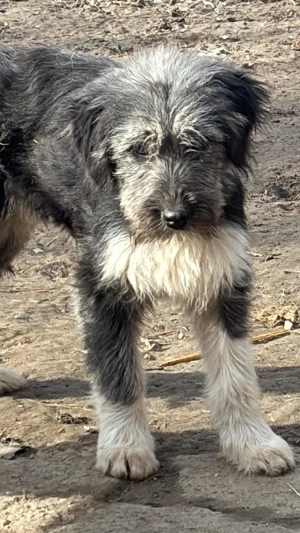 Donez catei 4 luni talie medie mare