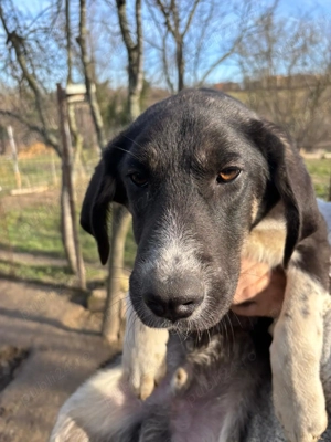 Donez catei 4 luni talie medie mare - imagine 2