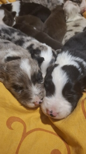 BorderCollie - imagine 2