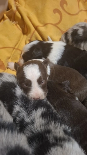 BorderCollie - imagine 3