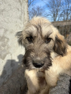 Donez catei 4 luni talie medie mare - imagine 4