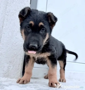 pui ciobanesc german