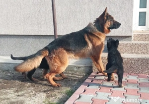 pui cionamesc german