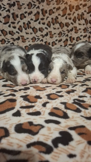 BorderCollie - imagine 5