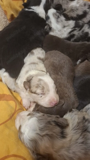 BorderCollie - imagine 4