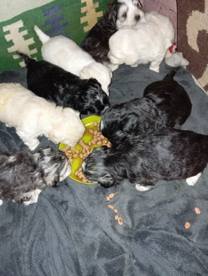 Căței bishon  - imagine 2