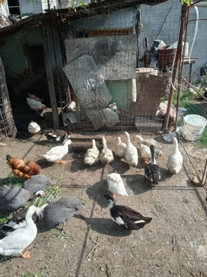 pasari de curte - imagine 4