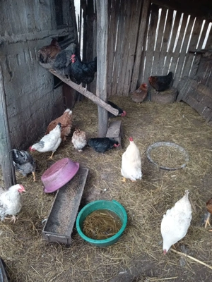 pasari de curte - imagine 2