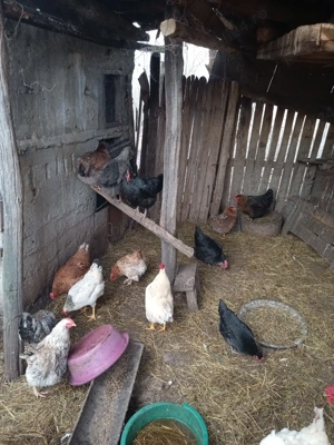 pasari de curte - imagine 3