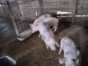 Poci de vânzare   !!! - imagine 3