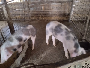 Poci de vânzare   !!! - imagine 4