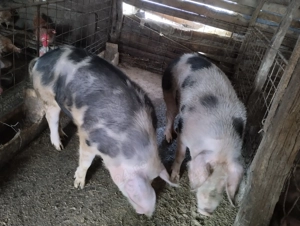 Poci de vânzare   !!! - imagine 5