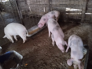 Poci de vânzare   !!! - imagine 2