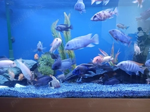 ciclide africane - imagine 2