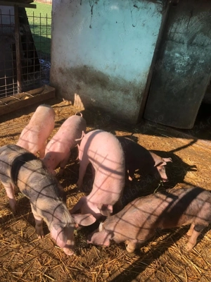 Vând purcei 30 kg!! Preț negociabil 