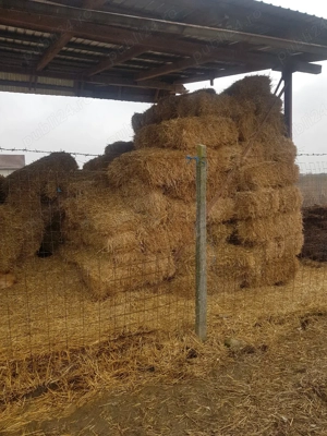 vand balotii de paie 