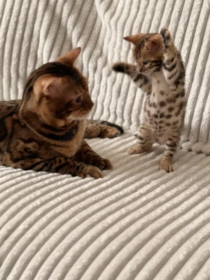 Vând pui pisică Bengal brown , ochii verzi 