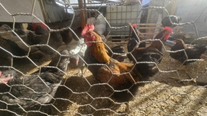 Vand cocoși wyandotte tineret  - imagine 4