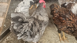 Vand cocoși wyandotte tineret  - imagine 3