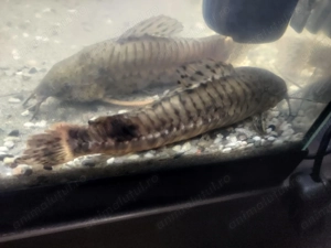 Pesti acvariu Hoplosternum thoracatum (toracat) 