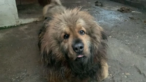 Mastiff Tibetan Mascul și Femelă  - imagine 5