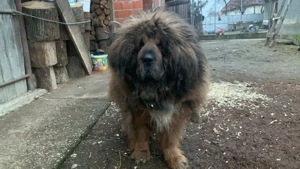 Mastiff Tibetan Mascul și Femelă  - imagine 4