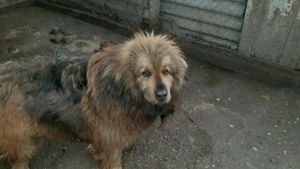 Mastiff Tibetan Mascul și Femelă  - imagine 3