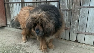 Mastiff Tibetan Mascul și Femelă  - imagine 2