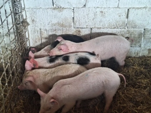 de vanzare purcei de carne 