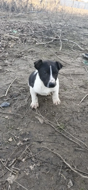 Dau catei spre adoptie  - imagine 4