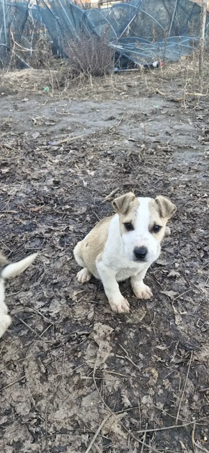 Dau catei spre adoptie  - imagine 3