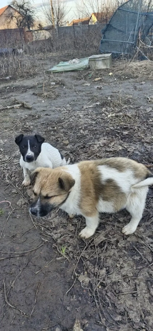 Dau catei spre adoptie  - imagine 2