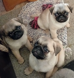 PUG MOPS   3 Baietei | 7 saptamani | Cluj