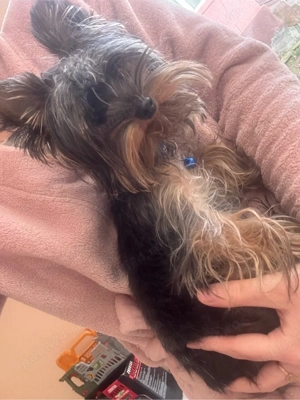 yorkshire terrier mascul talie mica  - imagine 2