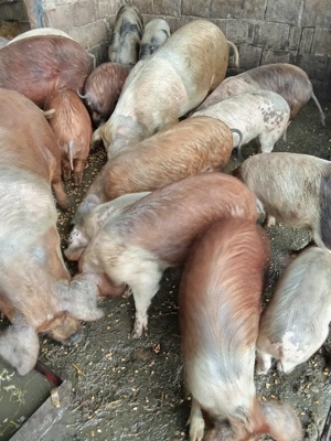 De vânzare  - imagine 2