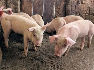 purcei 7 săptămâni Landrace  - imagine 4