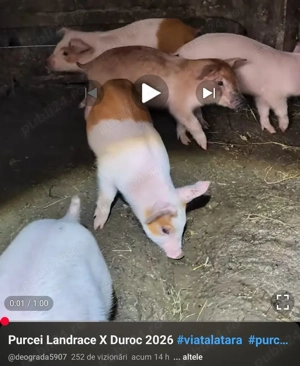 purcei de carne  - imagine 3