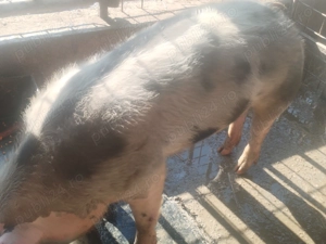 Vând porc de rasă pietrean cu greutatea 100kg.  - imagine 3